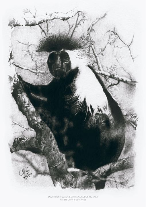 'Peaceful' - Colobus (2007) - Chami's Art - Drawings & Illustration ...