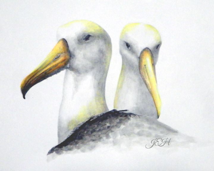 Albatross - Judy Horan