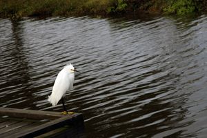 Bird on Dock
