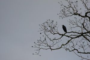 I Gotta Crow