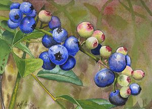 Backyard Blueberries - Jeff Atnip Art