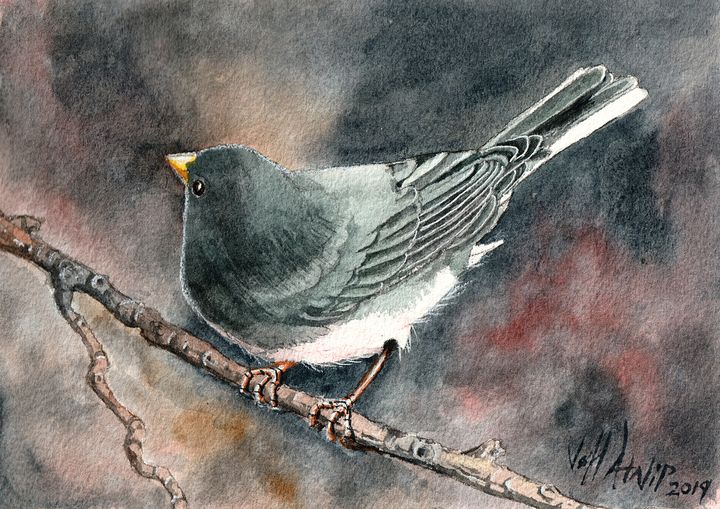 Junco - Jeff Atnip Art