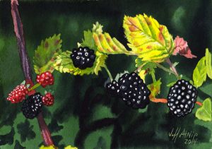 Wild Blackberries - Jeff Atnip Art