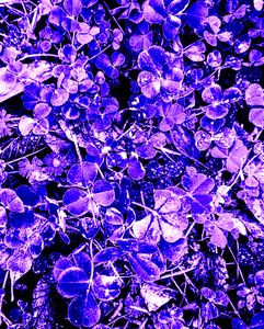 Darkened Purple Shamrock Clovers