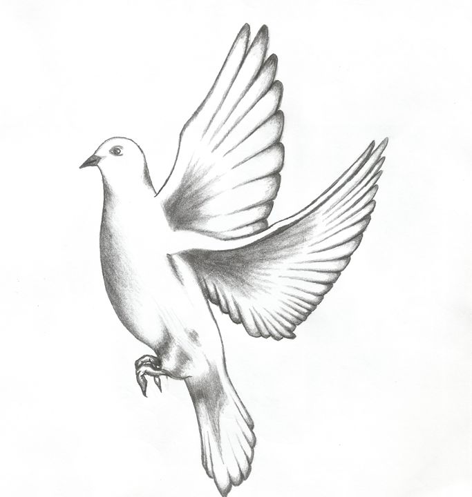 DOVE - William Roslund - Drawings & Illustration, Animals, Birds ...