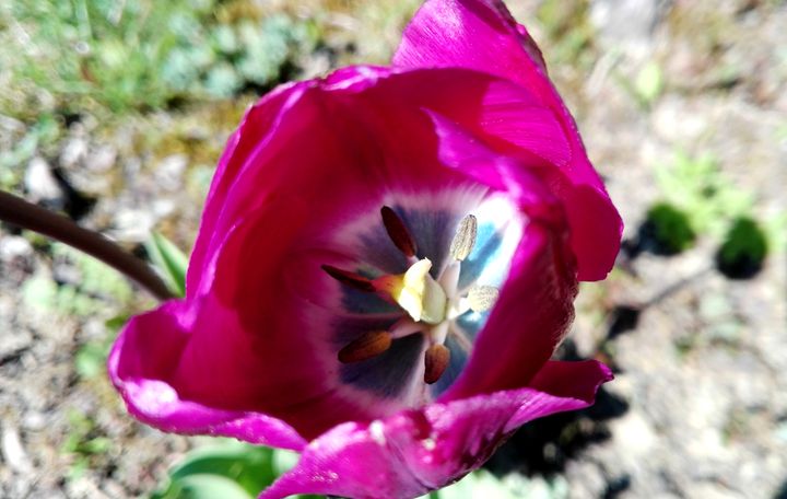 purple tulip - Jana ART