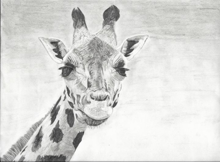 giraffe head pencil drawing