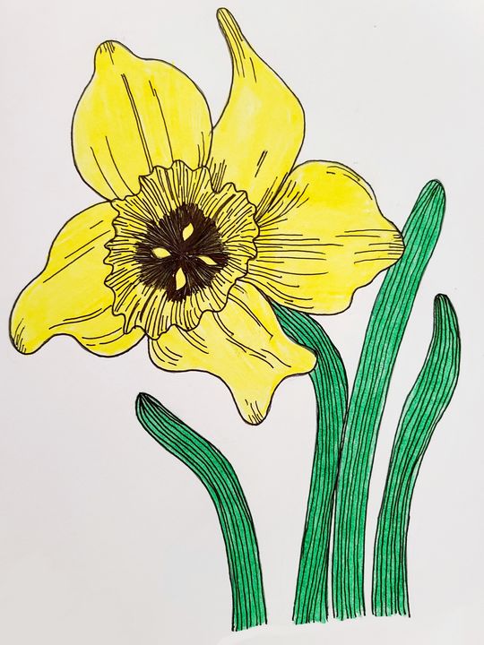 Jonquil 1a Art by MJ Drawings & Illustration, Flowers, Plants