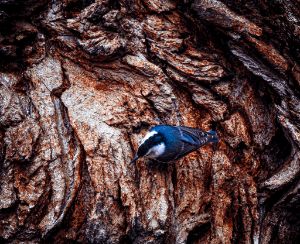 Nuthatch