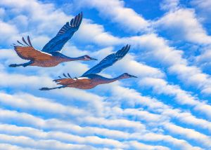 Cranes and Clouds