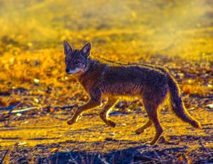 Prancing Coyote