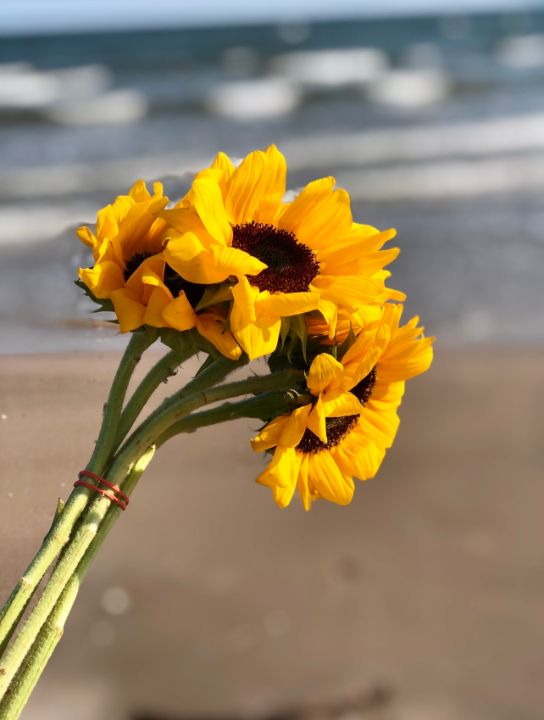 Sunflower beach - Natalia