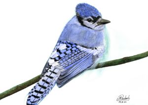 Soaring Blue Jay - Teresa Wing - Paintings & Prints, Animals, Birds, &  Fish, Birds, Bluejays - ArtPal