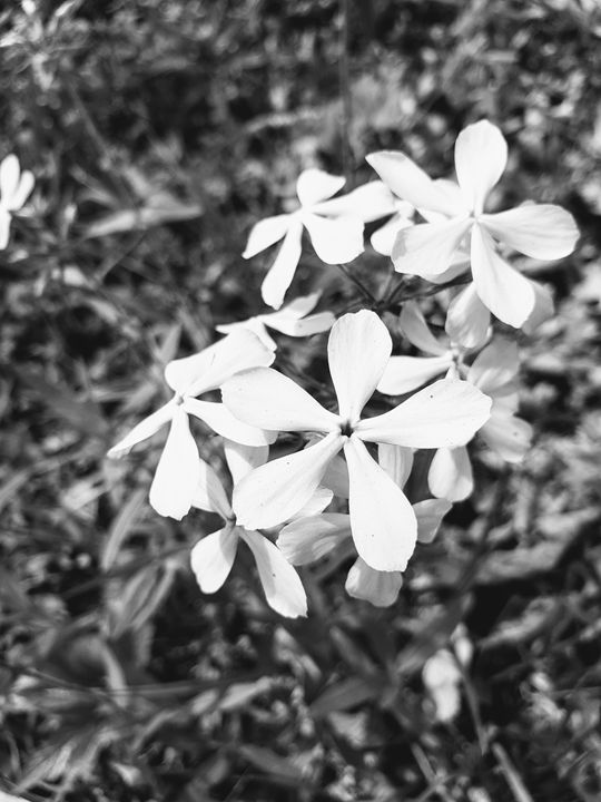 Black and white flowers - Hidden Mouse Art