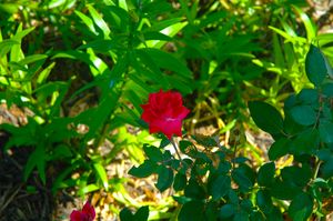 Blurred rose