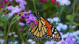 Monarch and Flowers
