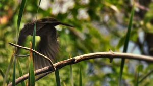 Blackbird in Flight