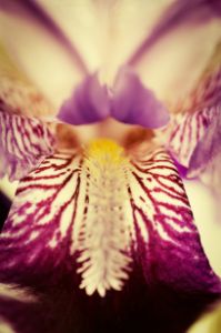Floral Artwork: Antiqued Iris
