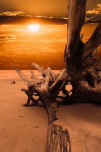 Golden Sunrise Driftwood Boneyard