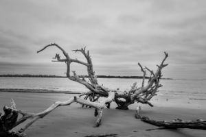 Driftwood on Beach Black & White