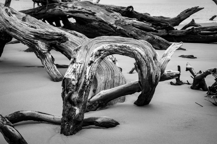 Black and White Coastal Driftwood - Pi Photography & Fine Art