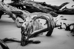 Black and White Coastal Driftwood
