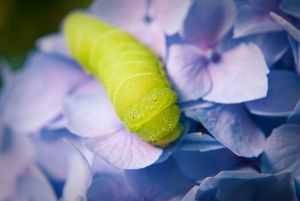 Floral Art: Caterpillar on Hydrangea