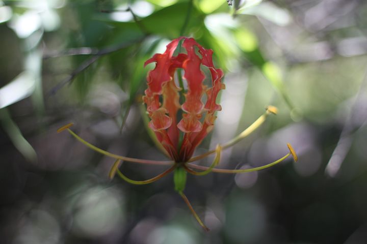 Wild Flower - Angshu