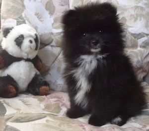 Panda pomeranian clearance for sale