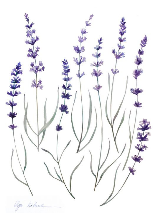 Watercolor Provence Lavender - Olga Koelsch - Drawings & Illustration ...
