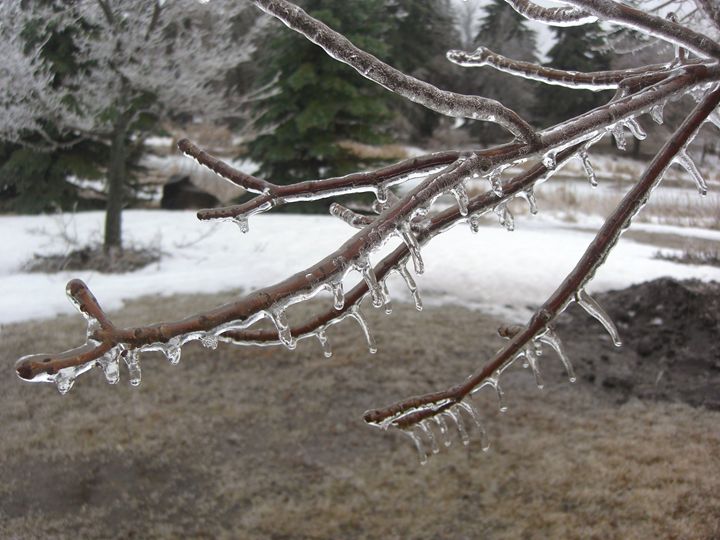 Frozen Wonderland - Jay Whol Nature Gallery