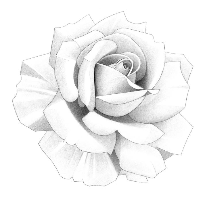 Rose Pencil Drawing - Matthew Hack - Drawings & Illustration, Flowers ...