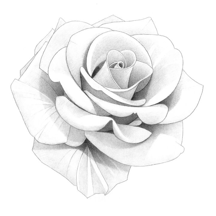 Rose Color Pencil Drawing Atomiccircus 10-saigonsouth.com.vn