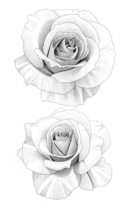 Two Roses Drawing Pencil Roses Pencil Drawing - Matthew Hack - Drawings & Illustration, Flowers ...