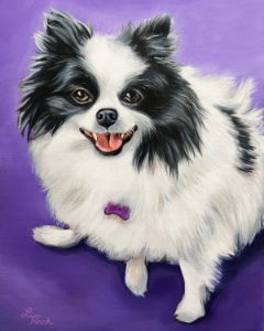 Finch pomeranians sales