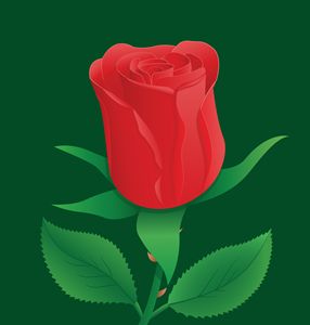 Illustration of Red Rose