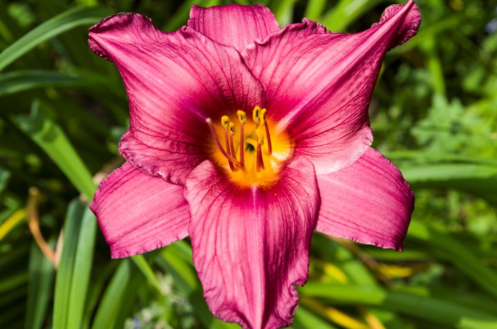 Purple Stella D'oro Day Lily Flower - Bob Corson Photography
