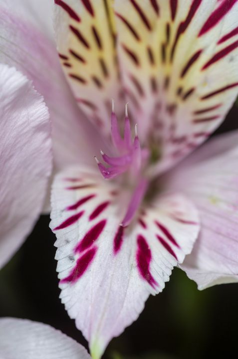 Alstroemeria Lily Close-up 1 - Bob Corson Photography