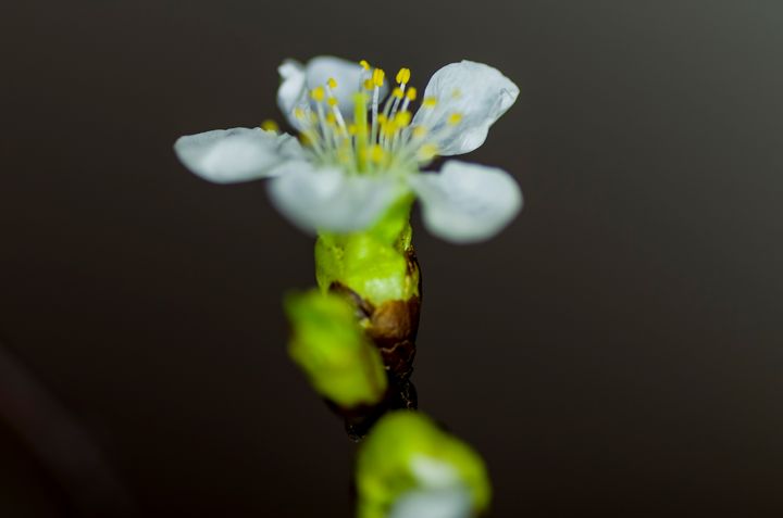 Macro photo of a spring flower 1 - Bob Corson Photography