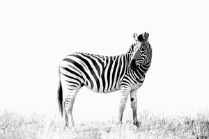 Zebra posing - Brian van Niekerk