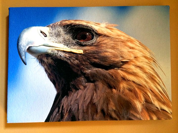 A Golden Eagle Chameleon Canvas Art Paintings Prints