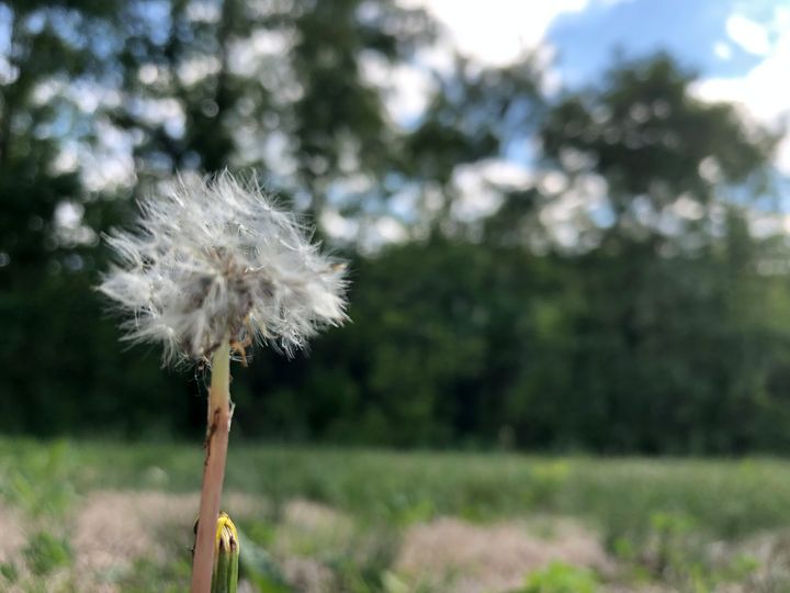 18 - Shay Jaden Webb - Photography, Flowers, Plants, & Trees, Trees ...