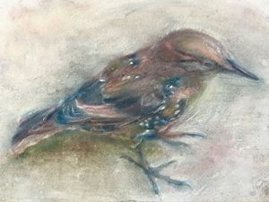 JuvenileStarling