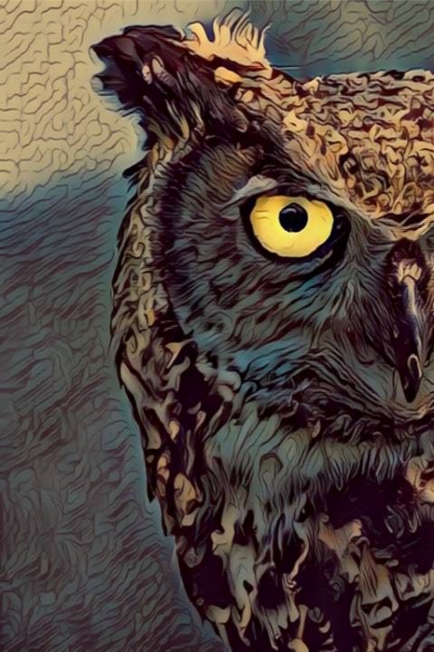 Owl Eyes Digital Artwork Drawing HD - Abeer Creations