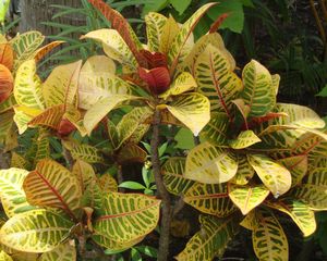 Green and Yellow Tropical Flower