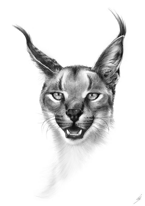 Caracal Portrait - Martina Artworks - Drawings & Illustration
