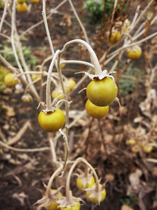 Silver Leaf Nightshade Berries Xwulfyx Photography Flowers Plants Trees Plants Poisonous Plants Artpal