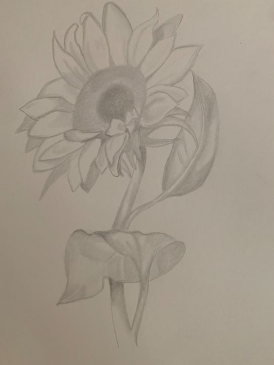 Sunflower - Austin F. - Drawings & Illustration, Flowers, Plants ...