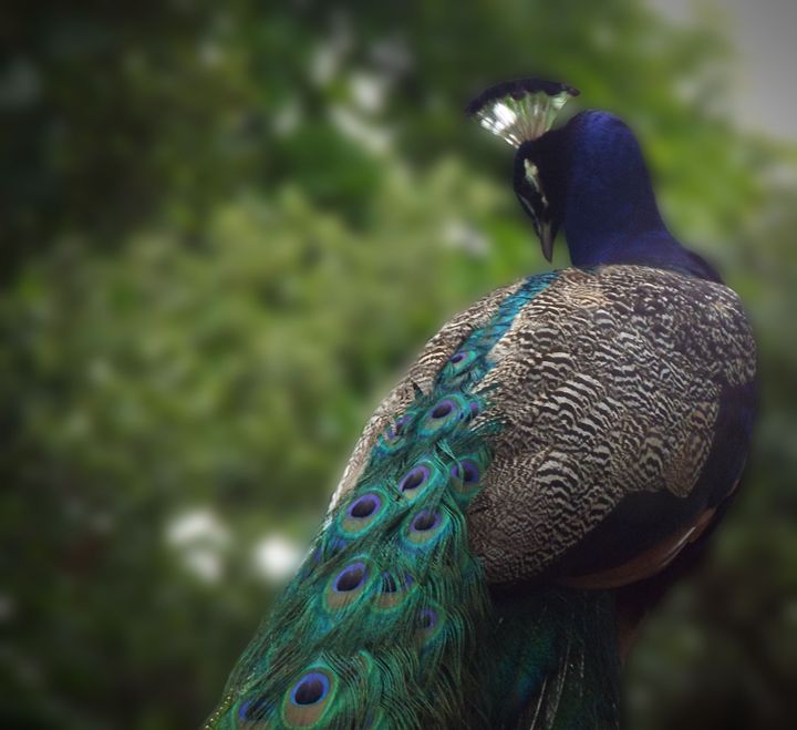 Male Peacock - Black Nature
