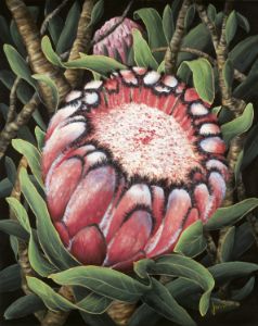 Red Protea - JanSum Fine Art